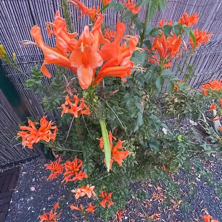 El Hierro House 라하레스