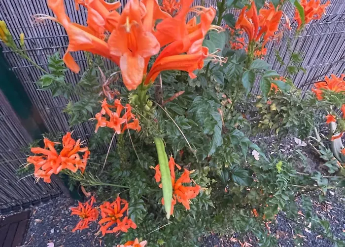 El Hierro House Lajares